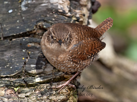 Troglodytes hiemalis  WINTER WREN 8033967z