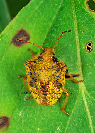 Euschistus  BROWN STINKBUG 135010z