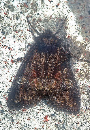 Noctuidae OWLET MOTH  1115317z