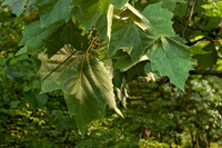 Platanus occidentalis  AMERICAN SYCAMORE 5010017z