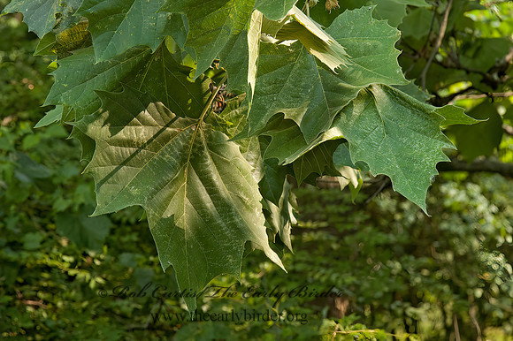 Platanus occidentalis  AMERICAN SYCAMORE 5010017z