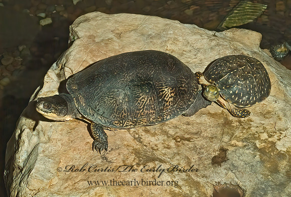 Emydoidea blanding  BLANDING'S TURTLE 4002561z