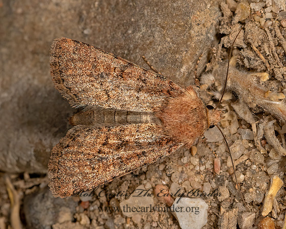 Noctuidae OWLET MOTH  3025194z