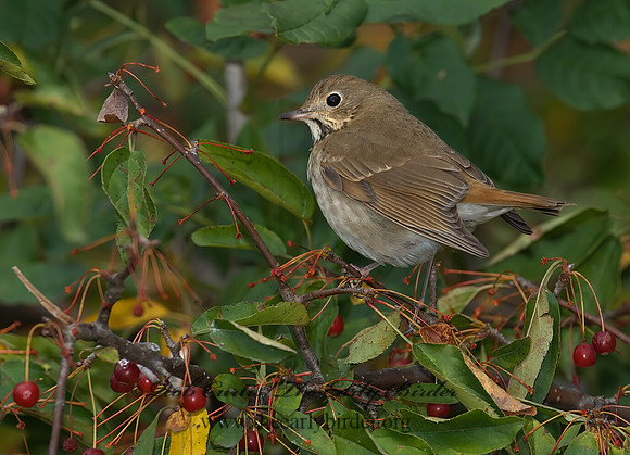 Catharus guttatus  HERMIT THRUSH 6028192z