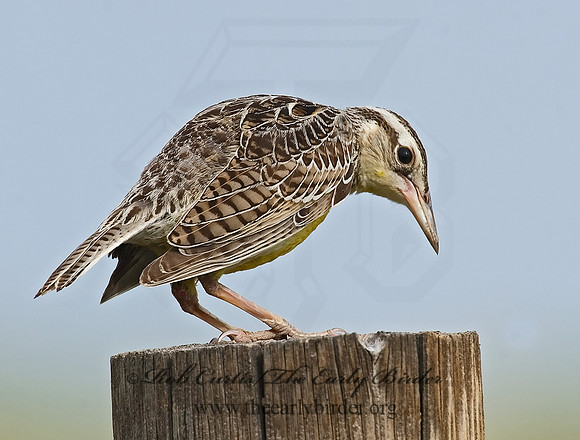 Sturnella neglecta  WESTERN MEADOWLARK 7011085z