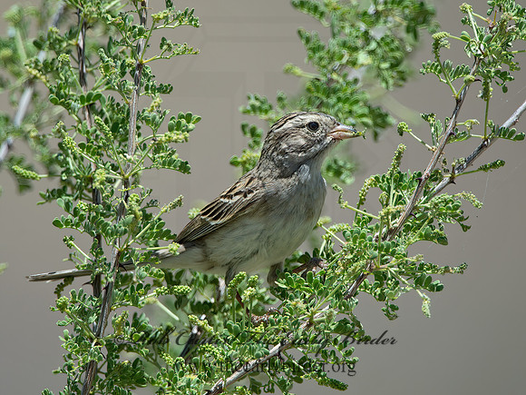 Spizella breweri  BREWER'S SPARROW 9056527z