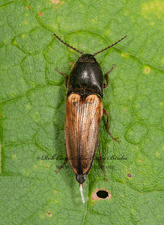 Ampedus nigricollis  CLICK BEETLE 3015657z