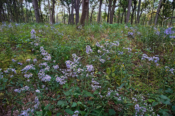 FLOWER FIELD 8018472z