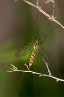 Nephrotoma cornicina  TIGER CRANE FLY 3016165z