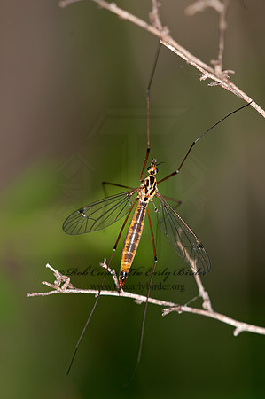 Nephrotoma cornicina  TIGER CRANE FLY 3016165z