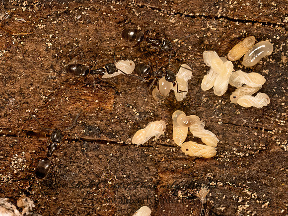 Tapinoma sessile ODOROUS HOUSE ANT 9079801z