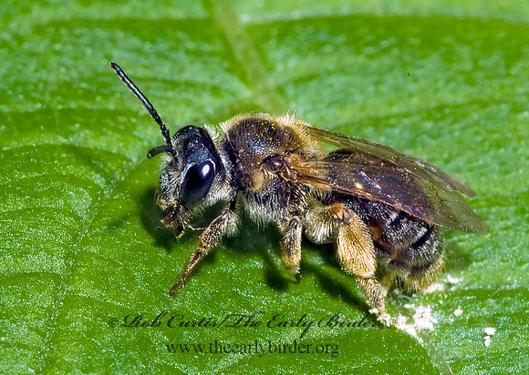 Andrena 4002136z
