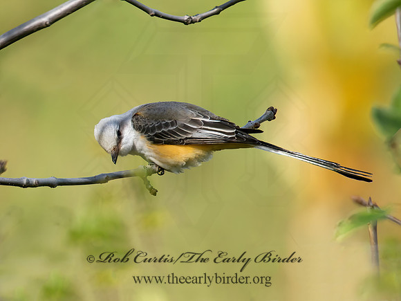 Tyrannus forficatus SCISSOR-TAILED FLYCATCHER 9006726z