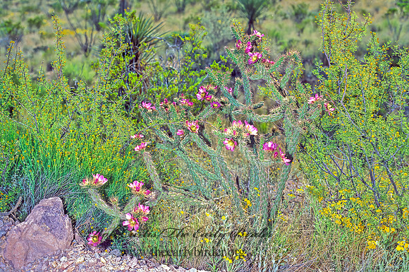 Cylindropuntia imbricata  TREE CHOLLA 71527z