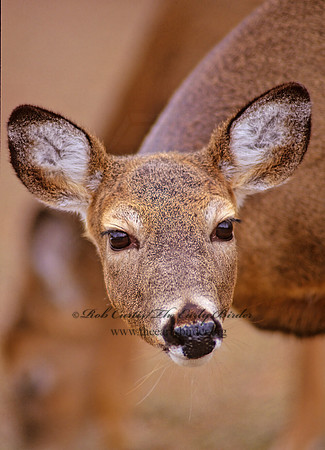 Odocoileus virginianus  WHITE-TAILED DEER 161014z