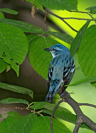 Setophaga cerulea  CERULEAN WARBLER 9023068z