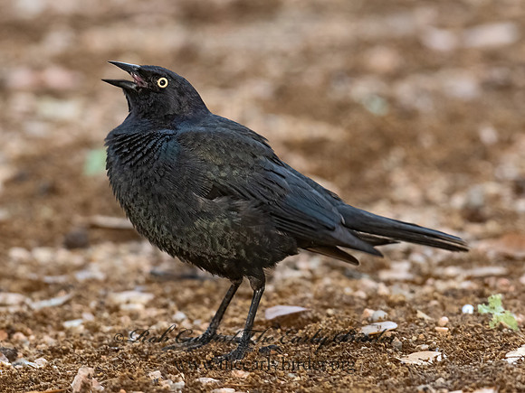 Euphagus cyanocephalus  BREWER'S BLACKBIRD 3030000z