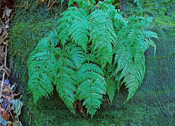 Dryopteris spinulosa  COMMON WOOD FERN 214024z