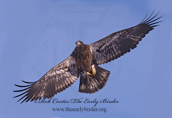 Haliaeetus leucocephalus  BALD EAGLE 6020651z