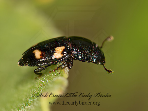 Glischrochilus quadrisignatus  4-SPOTTED SAP-FEEDING BEETLE 9061660z