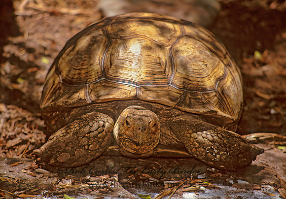 Centrochelys sulcata  AFRICAN SPURRED TORTOISE 274729z