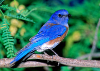 Sialia mexicana WESTERN BLUEBIRD 93325z