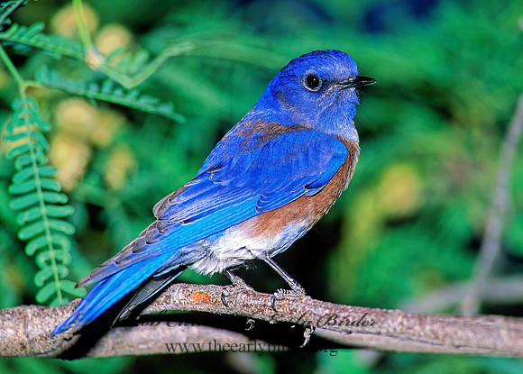 Sialia mexicana  WESTERN BLUEBIRD 93325z