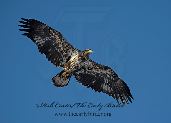 Haliaeetus leucocephalus  BALD EAGLE 8000186z