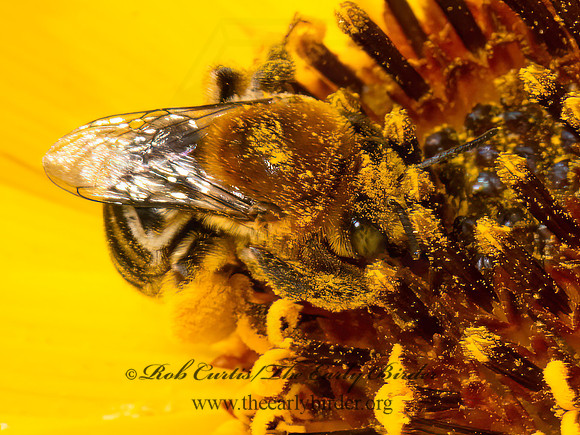 Melissodes (Eumelissodes) LONGHORN BEE 9082741z