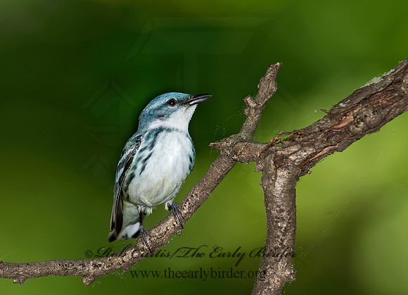Setophaga cerulea  CERULEAN WARBLER 9023089z