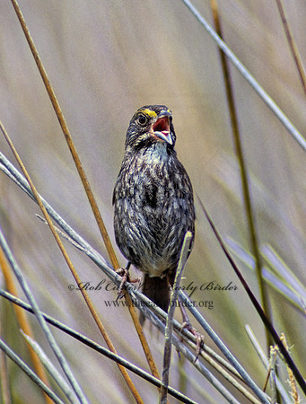 Ammospiza maritima  SEASIDE SPARROW 256506z