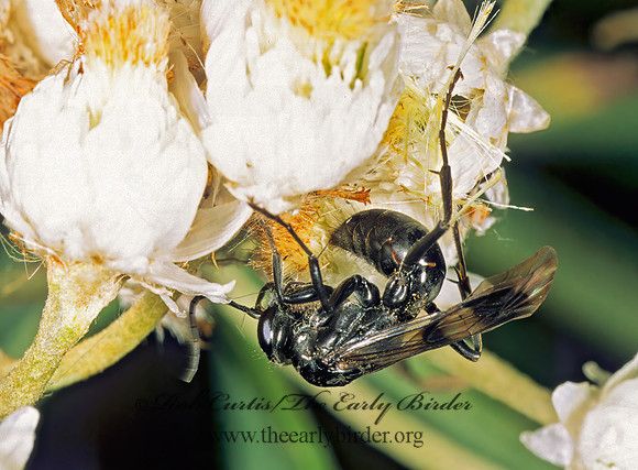 Deuteragenia sayi  PEPSINAE SPIDER WASP 1114519z