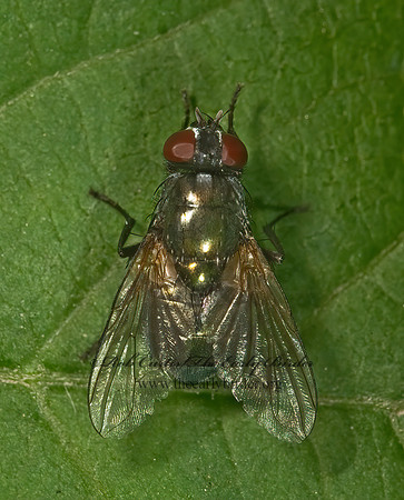 Eudasyphora cyanicolor  MUSCID FLY 8005222z