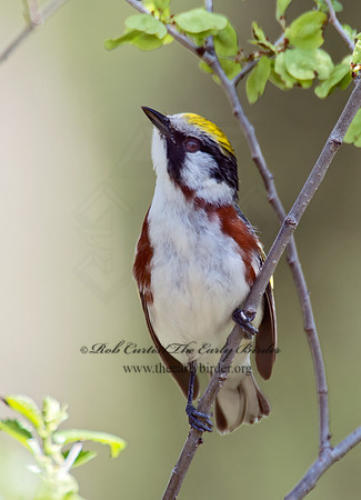 Setophaga pennsylvanica  CHESTNUT-SIDED WARBLER 9021867z