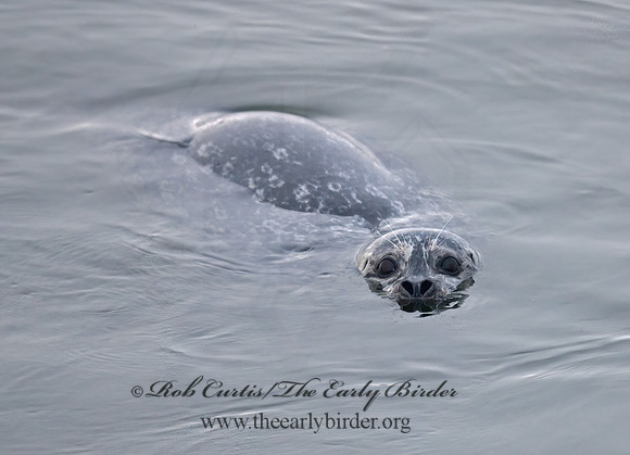 Phoca vitulina  HARBOR SEAL 7017397z