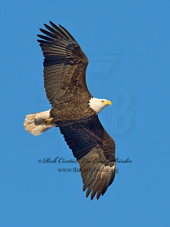 Haliaeetus leucocephalus  BALD EAGLE 9018601z