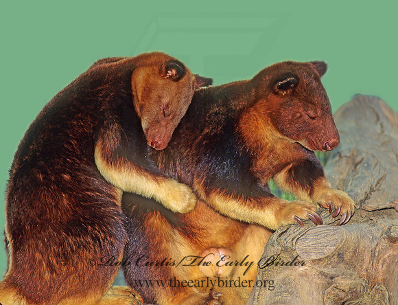 Dendrolagus goodfellowi  TREE KANGAROO 126722az
