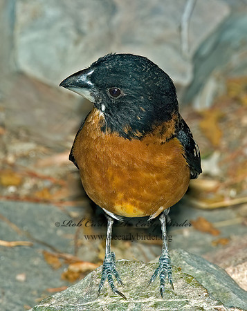 Pheucticus melanocephalus  BLACK HEADED GROSBEAK 5005539 Vz