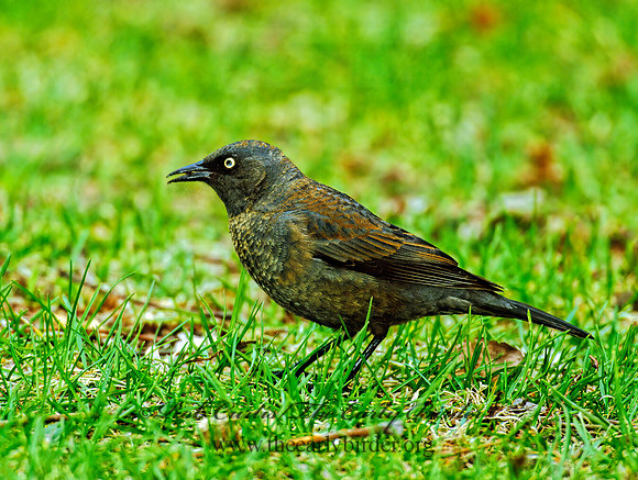 Euphagus carolinus  RUSTY BLACKBIRD 298518z