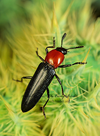 Languria convexicollis 75737-1z