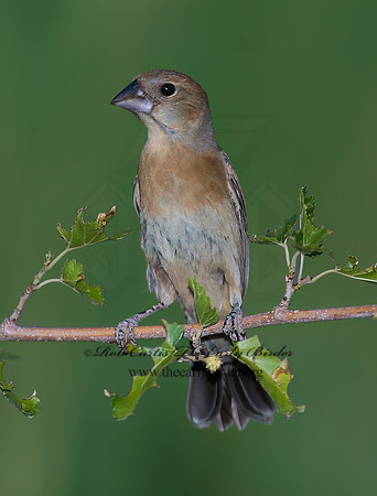 Guiraca caerulea  BLUE GROSBEAK 7008232z