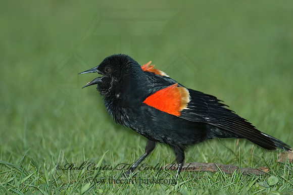 Agelaius phoeniceus  RED-WINGED BLACKBIRD 5005047z