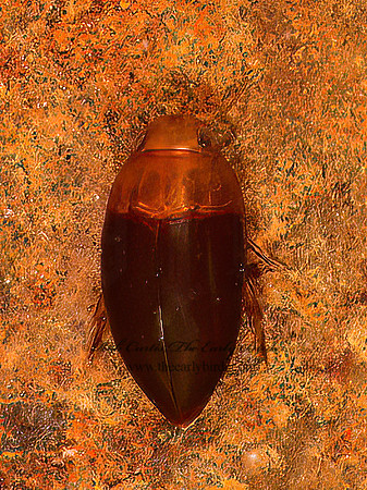 Hydrocanthus atripennis~  BURROWING WATER BEETLE 9048499z