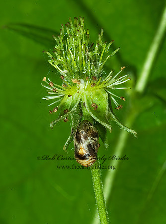 Clastoptera obtusa  ALDER SPITTLEBUG  4003120z