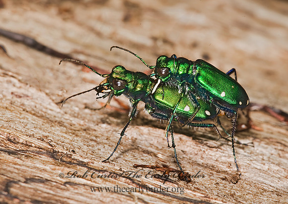Cicindela sexguttata 8014679z