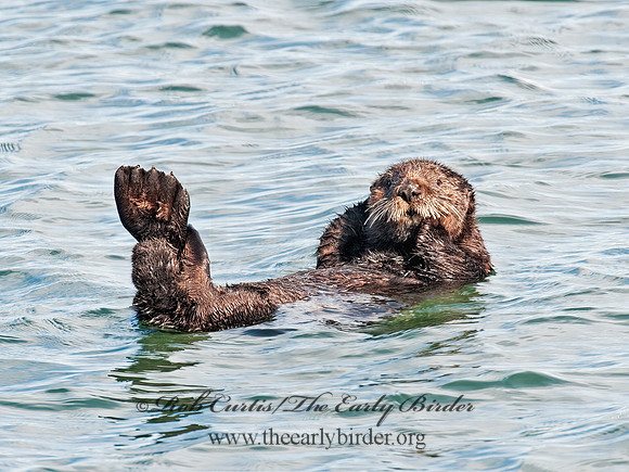 Enhydra lutris nereis  SOUTHERN SEA OTTER 8020351 z
