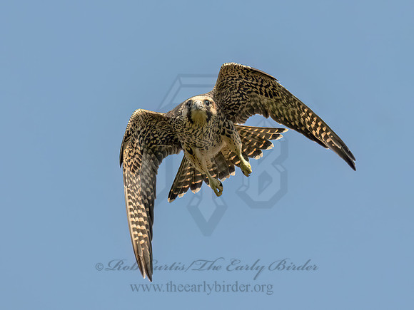 Falco peregrinus PEREGRINE FALCON 9090611z