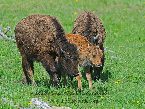 Bison bison  AMERICAN BISON 9061010z