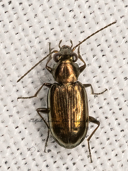 Bembidion (Ochthedromus)  MINUTE GROUND BEETLE 3041797z