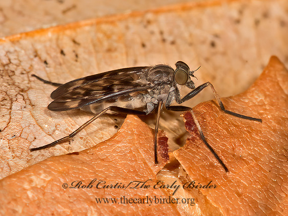 Rhagio punctipennis  SNIPE FLY 9032634z